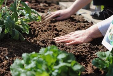 Що можна посадити на грядці після картоплі, а що - ні: пам'ятка для городників