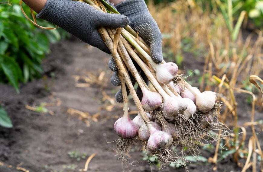 Чим полити часник у липні – як виростити у 2 рази більший