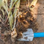 Коли викопувати тюльпани – навіщо це роблять і як зберігати цибулини