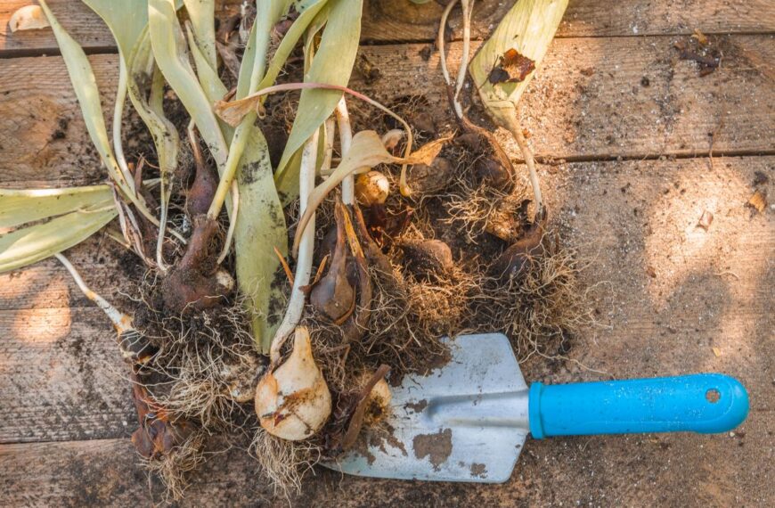 Коли викопувати тюльпани – навіщо це роблять і як зберігати цибулини