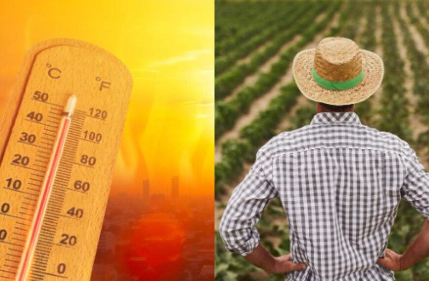 Як врятувати город від спеки – чим накрити грядки і не втратити врожай