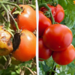Дідівський засіб від фітофтори на помідорах – забудете, що це таке