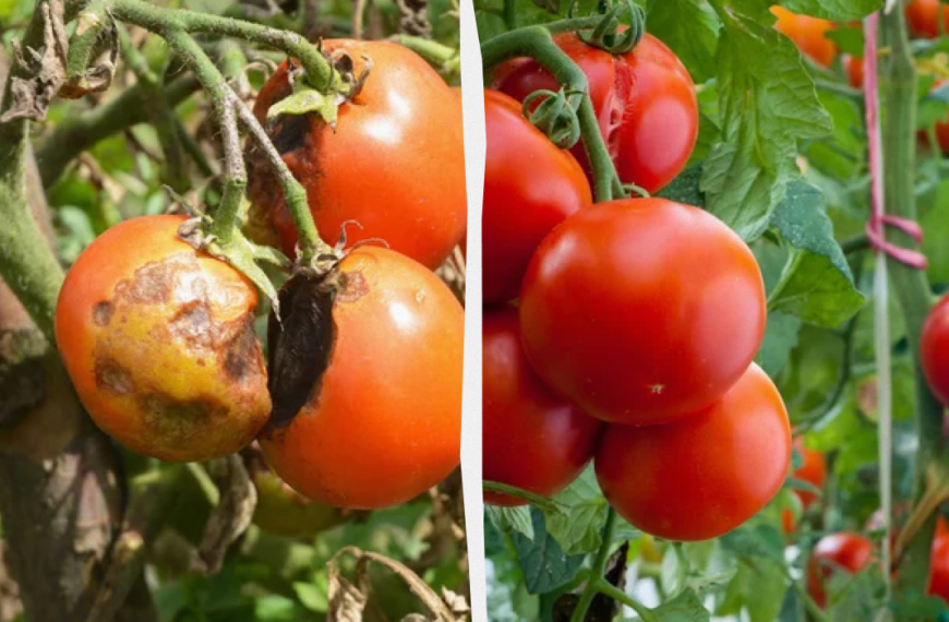 Дідівський засіб від фітофтори на помідорах – забудете, що це таке