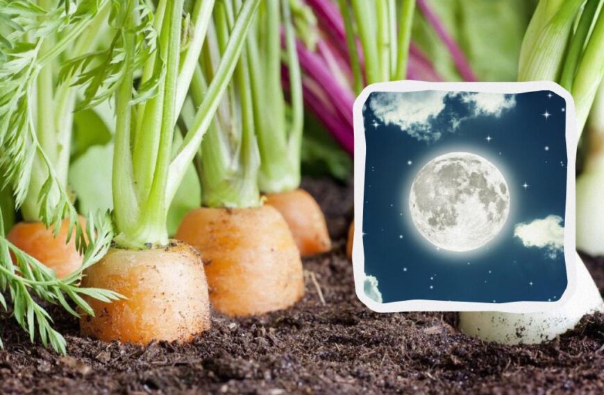 Місячний посівний календар на серпень 2024