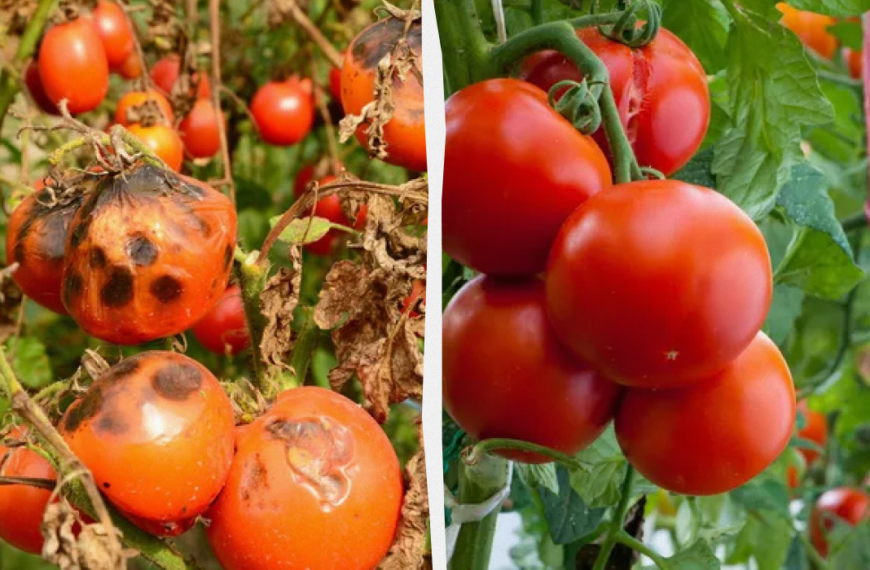 Чому чорніють помідори і що робити – лайфхаки від досвідчених городників