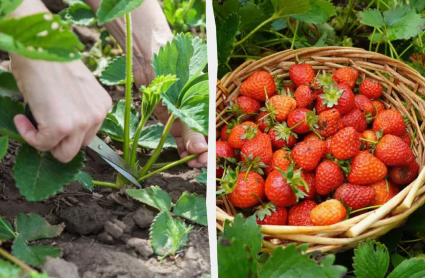 Коли обрізати полуницю після плодоношення – інструкція і терміни