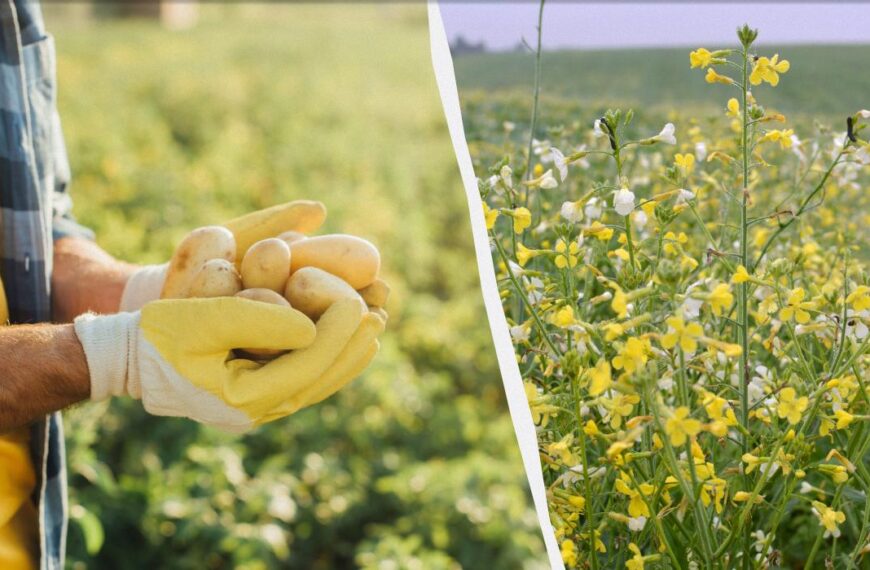 Що посіяти після картоплі – урожай буде більшим, а бур’янів менше