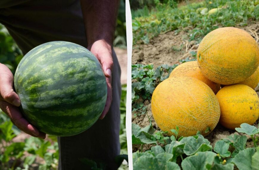 Коли збирати кавуни та дині – точні ознаки