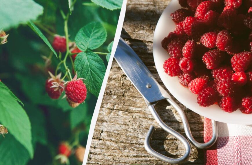 Як правильно обрізати малину після збору врожаю – коли і навіщо це робити