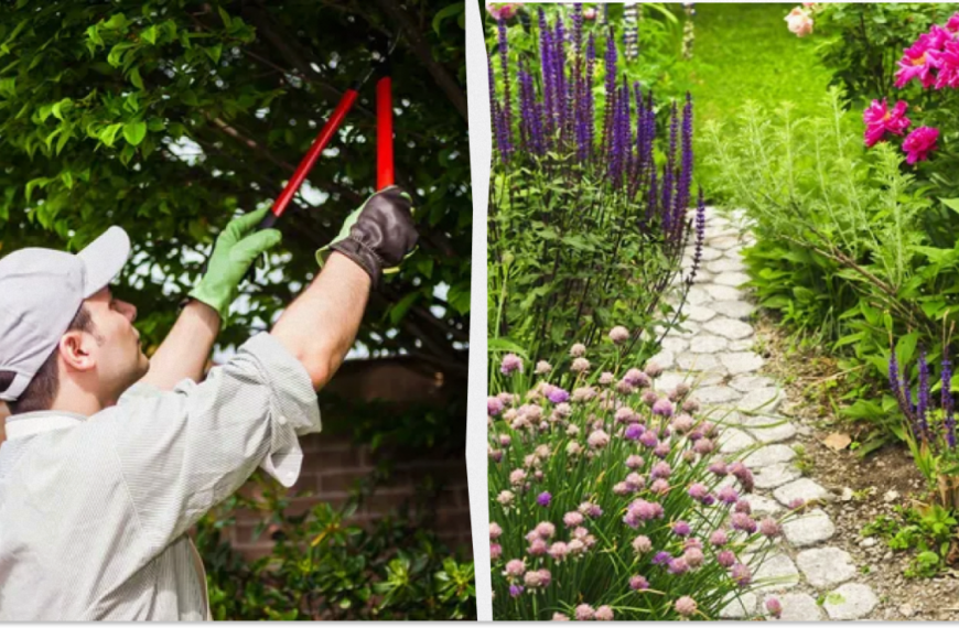 Які чагарники і які дерева можна обрізати в серпні – обов’язково знати