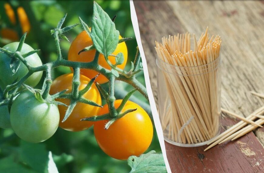 Як прискорити дозрівання томатів – про цей спосіб мало хто знає