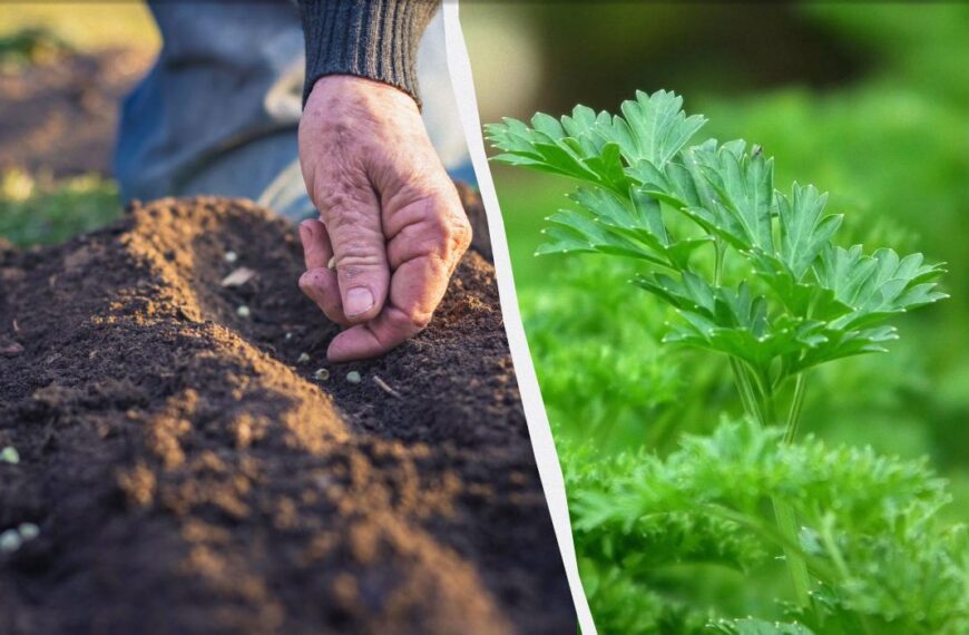Коли сіяти петрушку на зиму – як це зробити правильно
