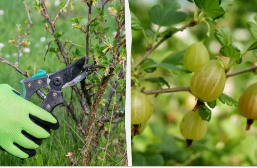 Коли і як обрізати аґрус восени – правила для городників