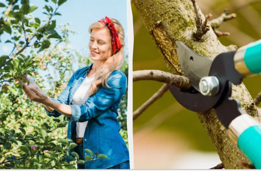 Які дерева обрізати восени – поради городникам