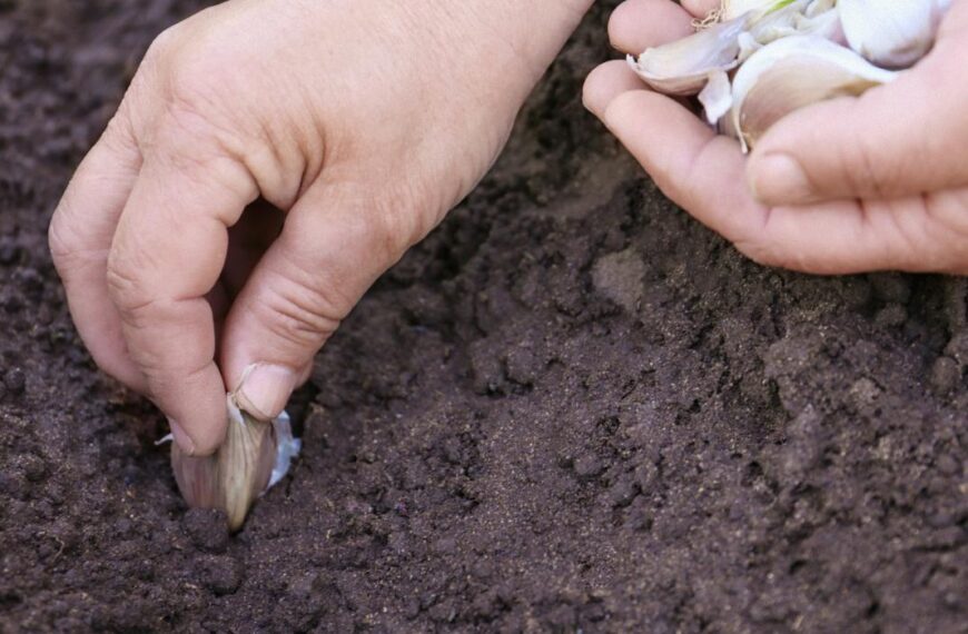 Коли садити часник на зиму у 2024 році – прикмети та місячний календар