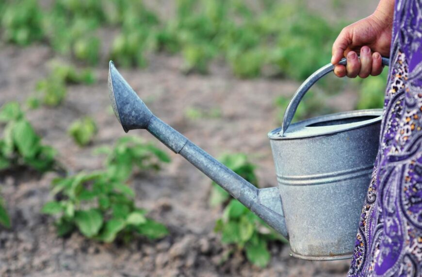 Коли краще поливати город і сад – чи потрібно це робити восени