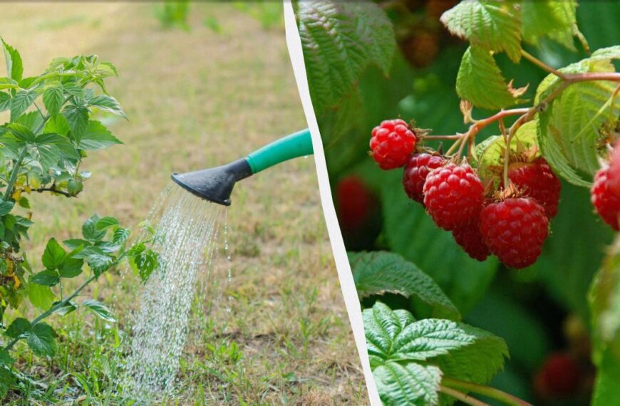 Як часто поливати малину після збору врожаю – про що забувають садівники