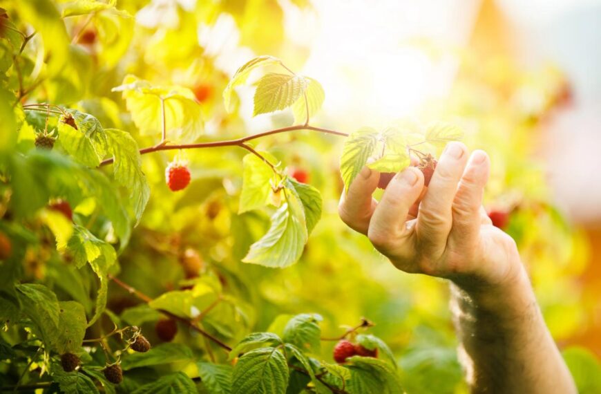 Чим підживити малину на зиму – що не радять робити садівники