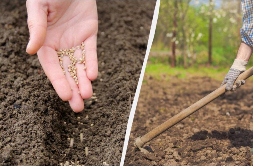 Що можна садити під зиму в Україні – 10 найкращих варіантів для городу