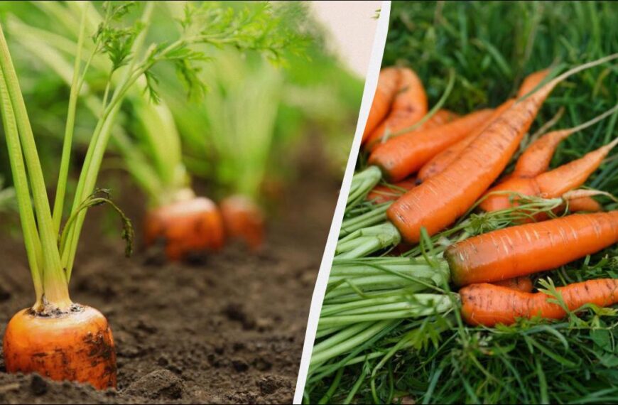 Коли збирати моркву у 2024 році, щоб вона довго зберігалася – народні прикмети та місячний календар