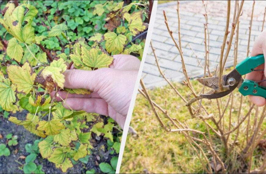 Обрізка смородини восени – коли і як це робити