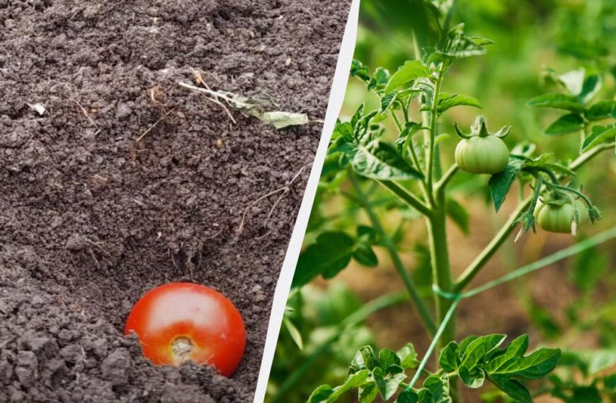 Посадка помідорів під зиму – як виростити томати без розсади