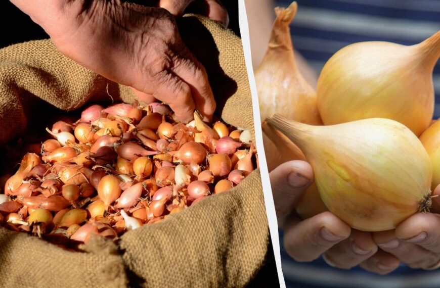 У чому замочити озиму цибулю перед посадкою – лайфхаки