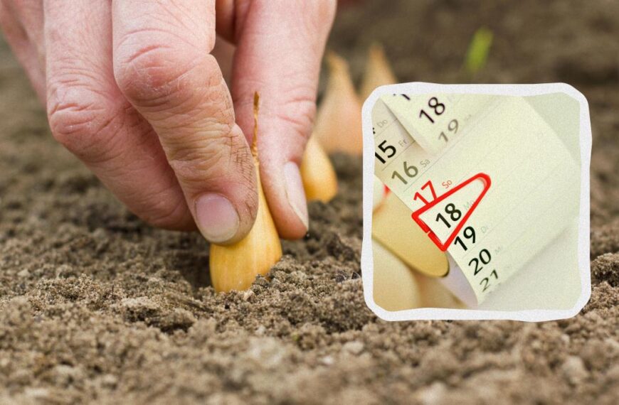 Коли садити цибулю і часник на зиму в листопаді 2024 – місячний календар