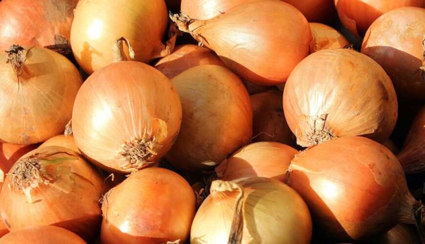 Вчені використовують ШІ для виявлення сальмонели в цибулі