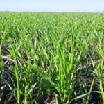 Фітосанітарний стан озимих культур в основному задовільний