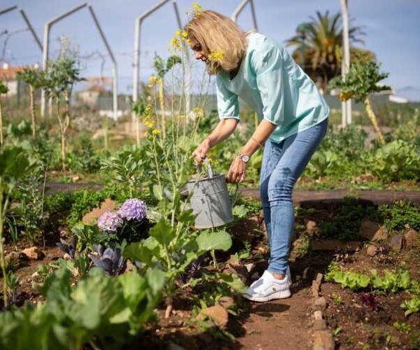 Рідке зелене добриво з кропиви: як приготувати настій і використовувати для підживлення рослин