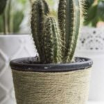 Як врятувати розбитий вагою тіла кактус за допомогою трубочки для коктейлю