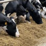 Топ-7 регіонів України за приростом поголів’я корів