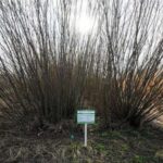 Енергетичні культури: альтернатива газу та вугіллю