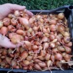 Диво-розчин, в якому городники замочують цибулю-сіянку для отримання багатого врожаю