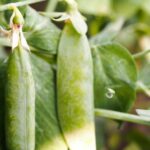 Поради щодо посіву та вирощування гороху на дачній ділянці: отримуйте великий урожай