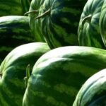 Аграрії Херсонщини вдвічі збільшать площі під овочами та баштанними культурами, але це не вплине на ціни