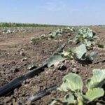 Фрукти та овочі, вирощені на відкритому повітрі, не завжди корисніші