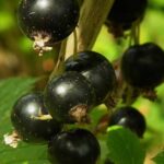 Весняна посадка смородини: прості правила, які допоможуть виростити чудові кущі