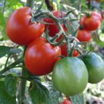 Диво-добриво для розсади томатів для отримання щедрого врожаю