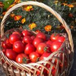 Чому досвідчені городники завжди садять чорнобривці поруч з томатами?