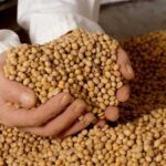 Україна посідає дев’яте місце серед виробників сої