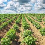 Розроблено систему супутникового прогнозування врожайності картоплі