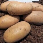 Новий сорт картоплі Джолін з високим вмістом сухої речовини