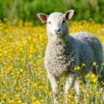 У Великобританії вперше в світі виявили пташиний грип у вівці