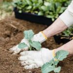 Чи корисно класти лушпиння соняшнику в лунки під час висадки рослин, розповіли агрономи