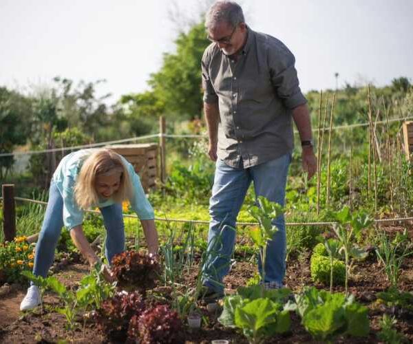 Добрива-вбивці: які добрива вбивають ваші рослини замість того, щоб допомогти їм