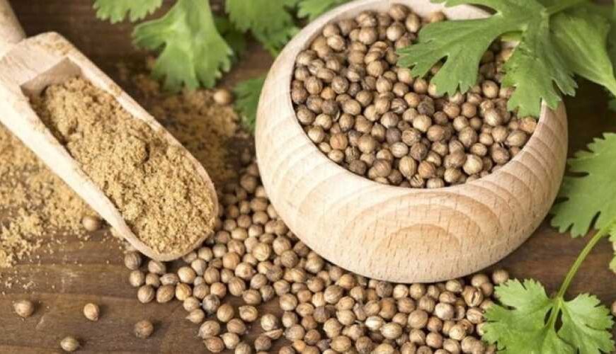 Українські вчені планують вивести нові сорти коріандру