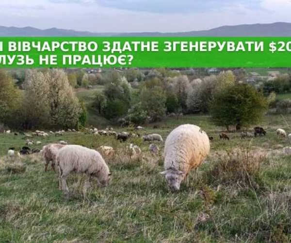 В Україні вівчарство може принести 20 мільярдів доларів. Чому галузь не працює?