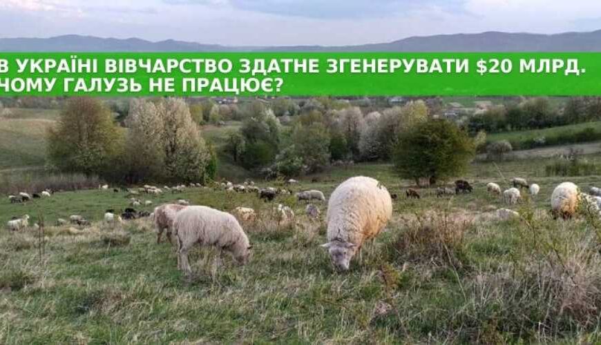 В Україні вівчарство може принести 20 мільярдів доларів. Чому галузь не працює?